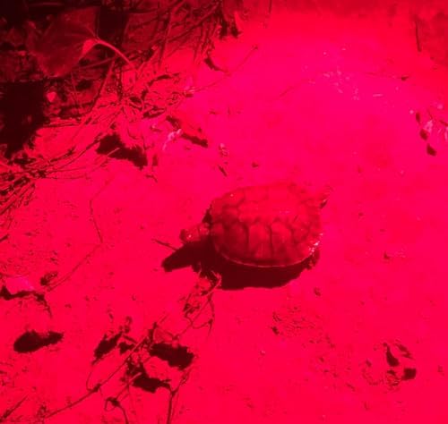 Powerful Night Vision Red Flashlight